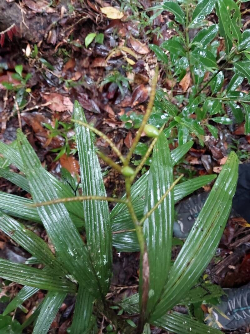 Dypsis concinna flower