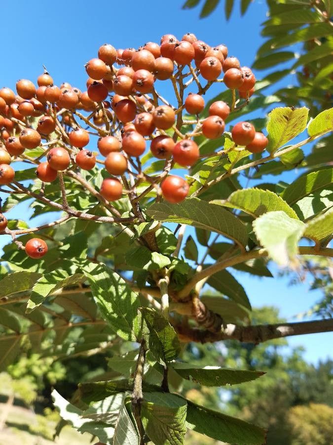 Sorbus sargentiana fruit
