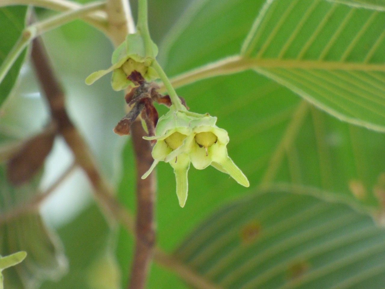 Dipterocarpus alatus fruit