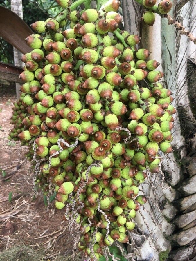 Syagrus coronata fruit
