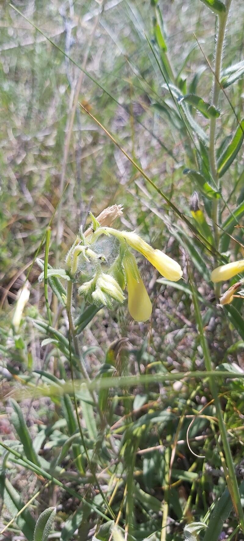 Onosma cinerea — related species from the same genus