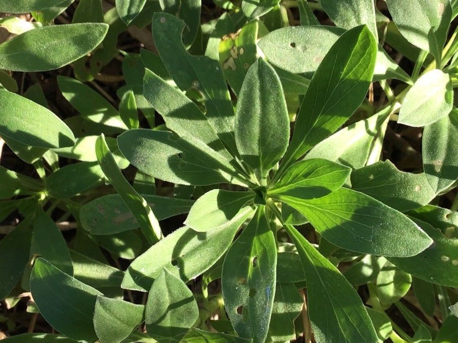 Scabiosa cretica — houseplant care guide