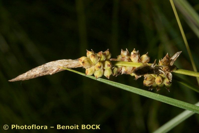 Carex fritschii fruit