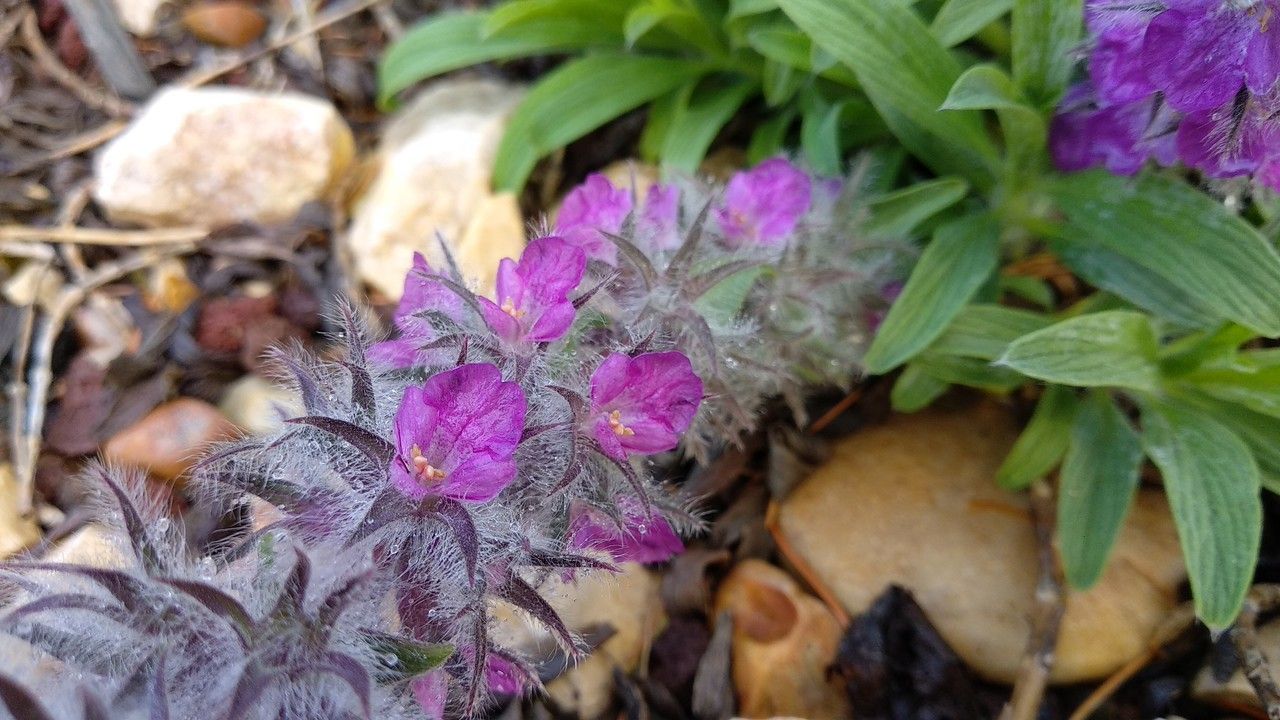 Stachys lavandulifolia flower