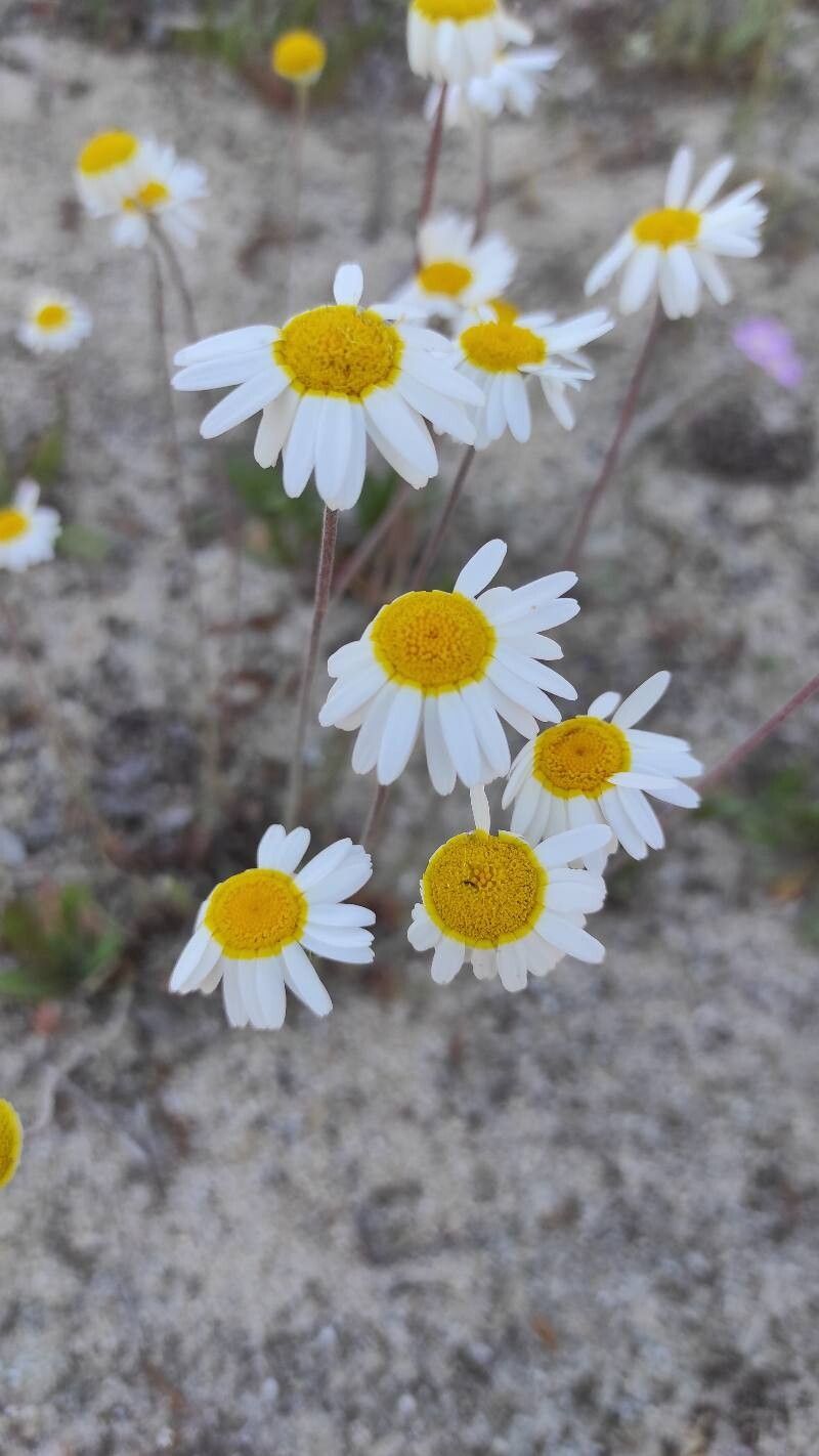 Leucanthemopsis pulverulenta — related species from the same genus
