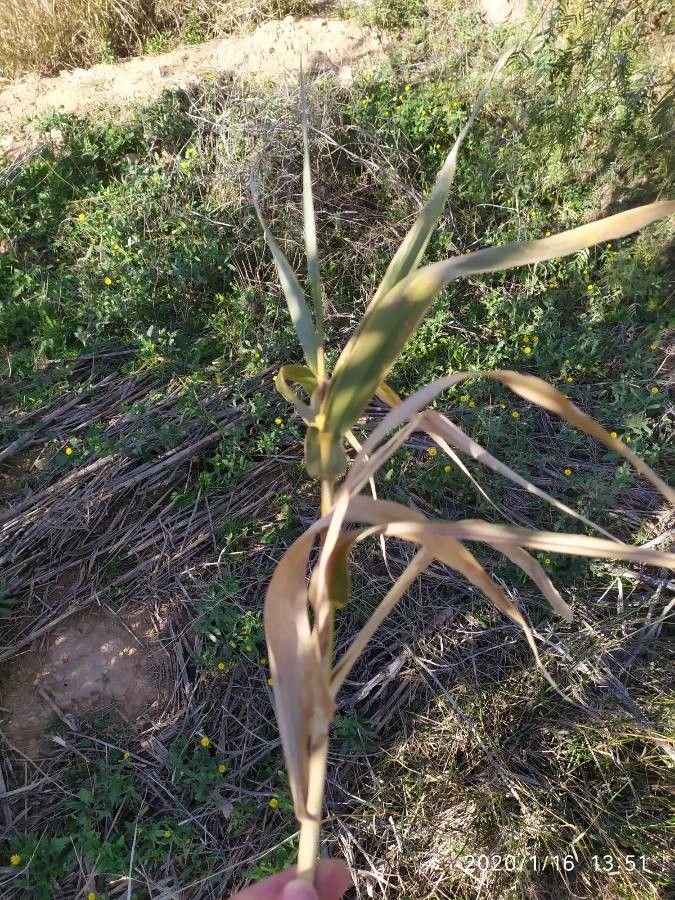 Festuca halleri leaf
