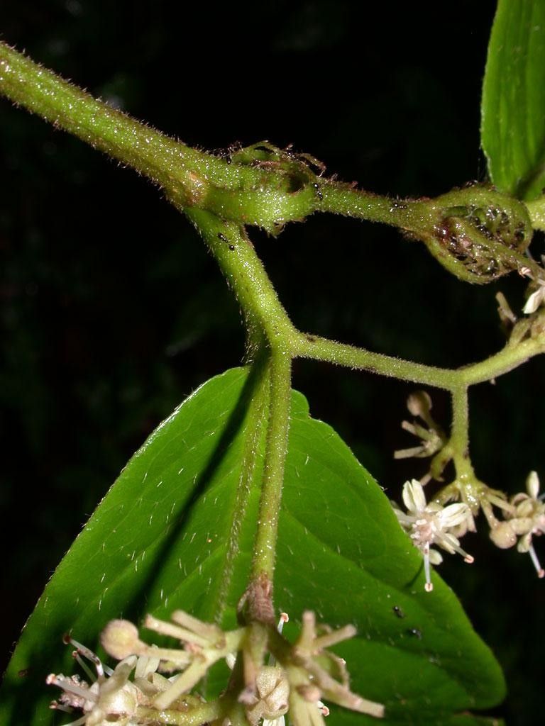 Dichapetalum grayumii bark