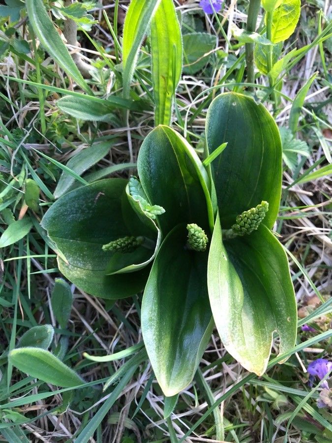 Neottia ovata flower