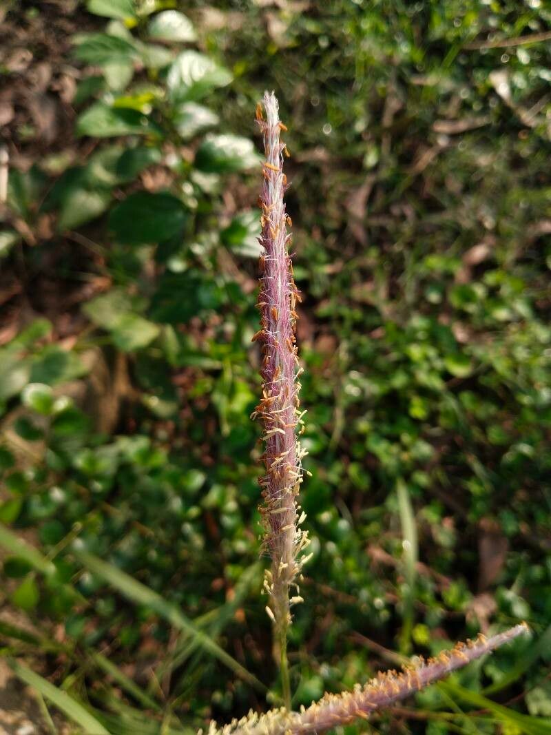 Acacia catechu flower