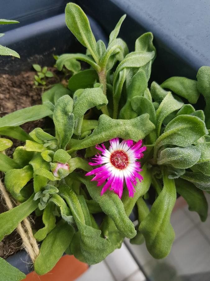 Dorotheanthus bellidiformis habit