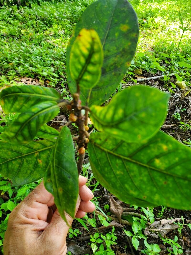 Ficus hartwegii leaf