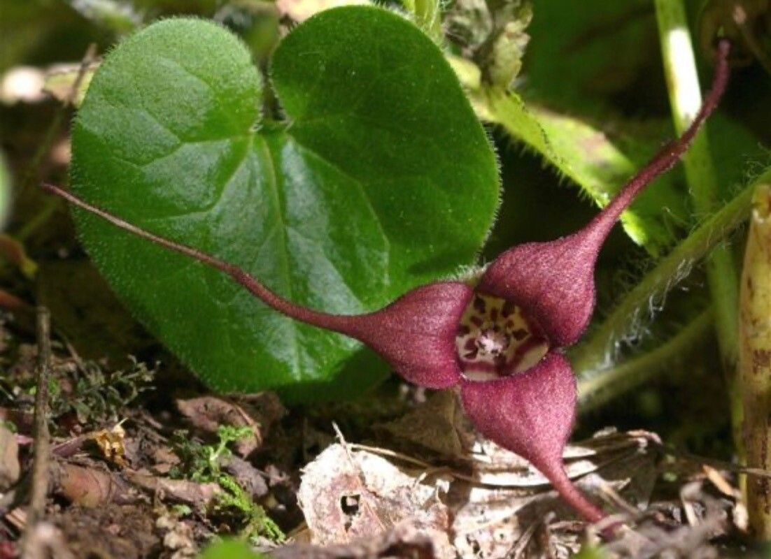 Asarum caudatum flower
