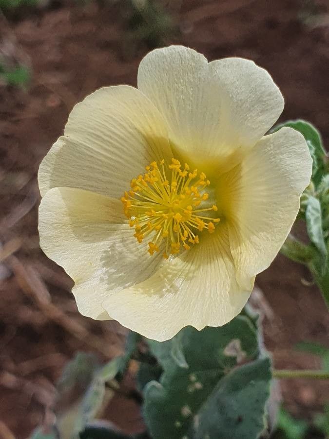 Abutilon grandiflorum flower