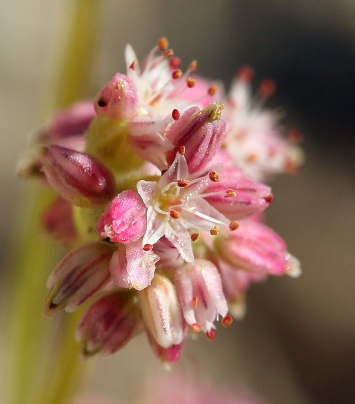 Eriogonum lemmonii flower