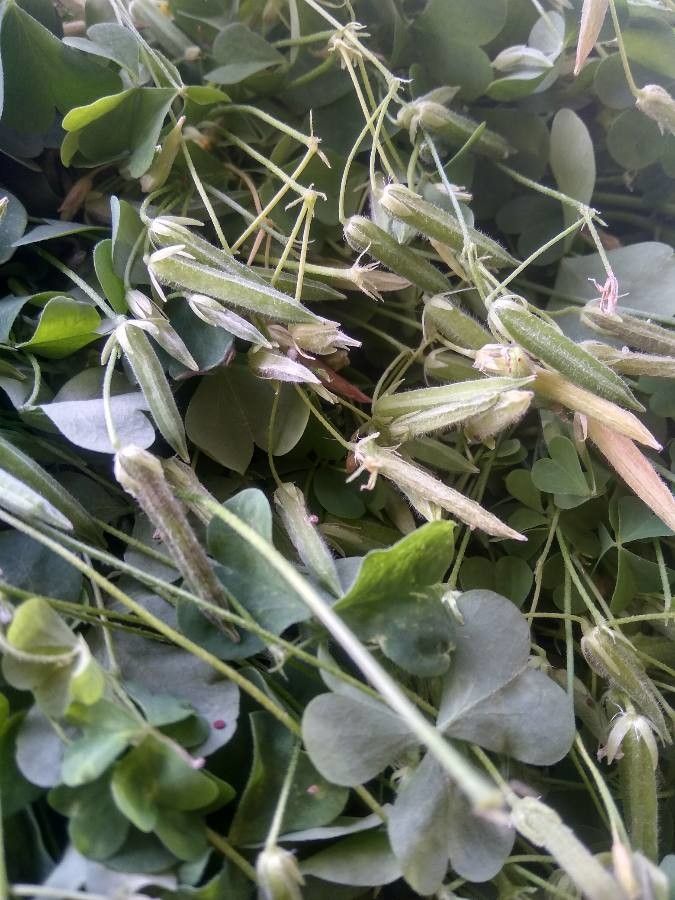 Oxalis articulata fruit