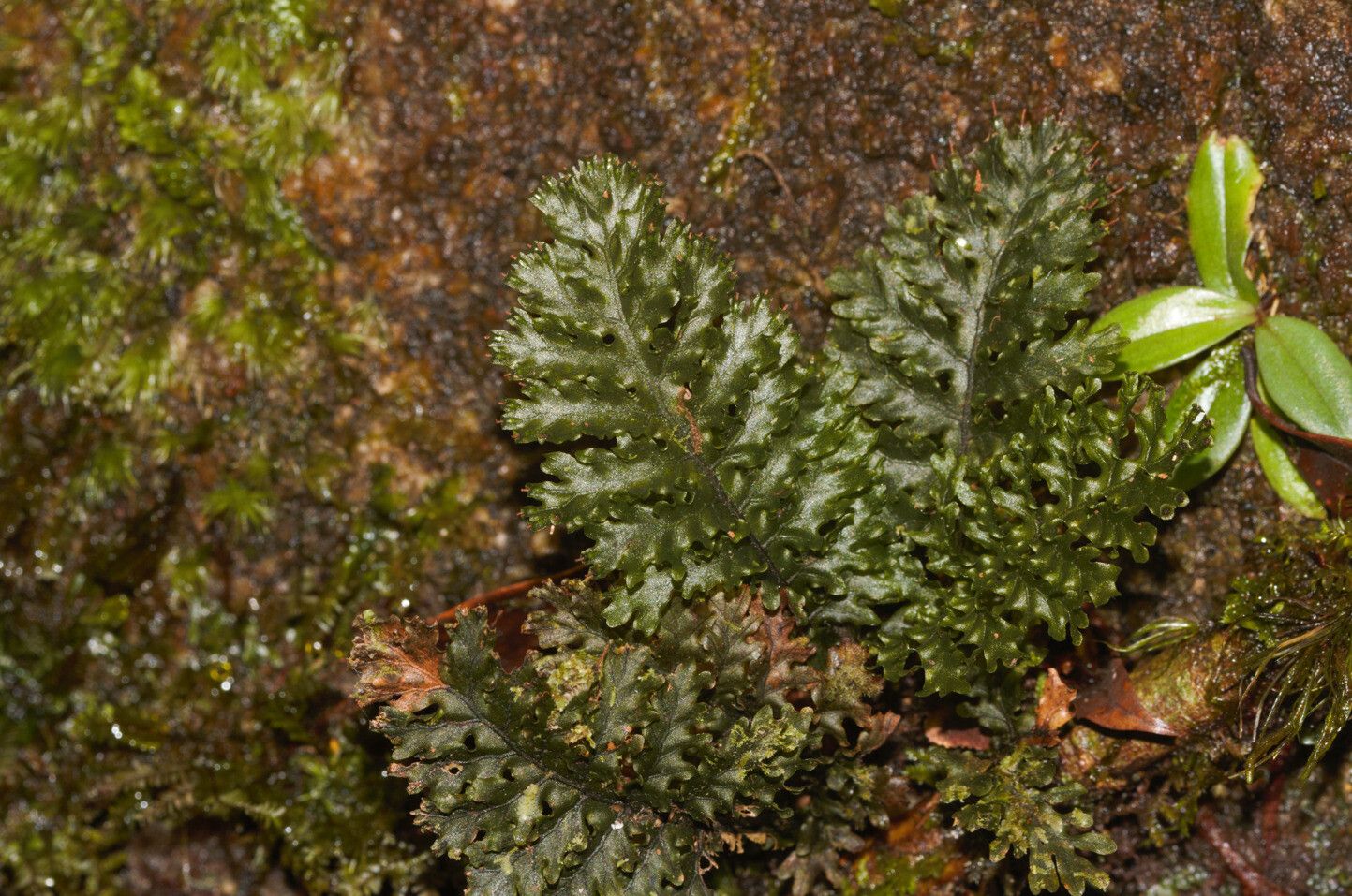 Trichomanes arbuscula leaf