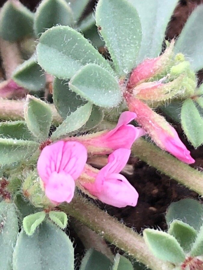 Lotus glinoides flower