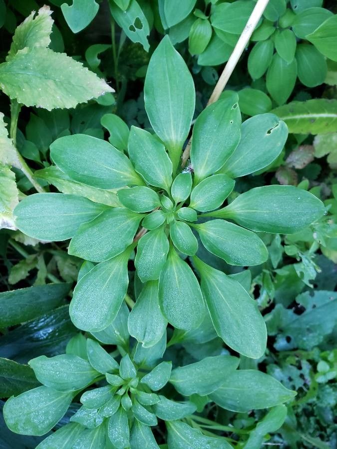Alstroemeria pelegrina — search result for 'Alstroemeria'