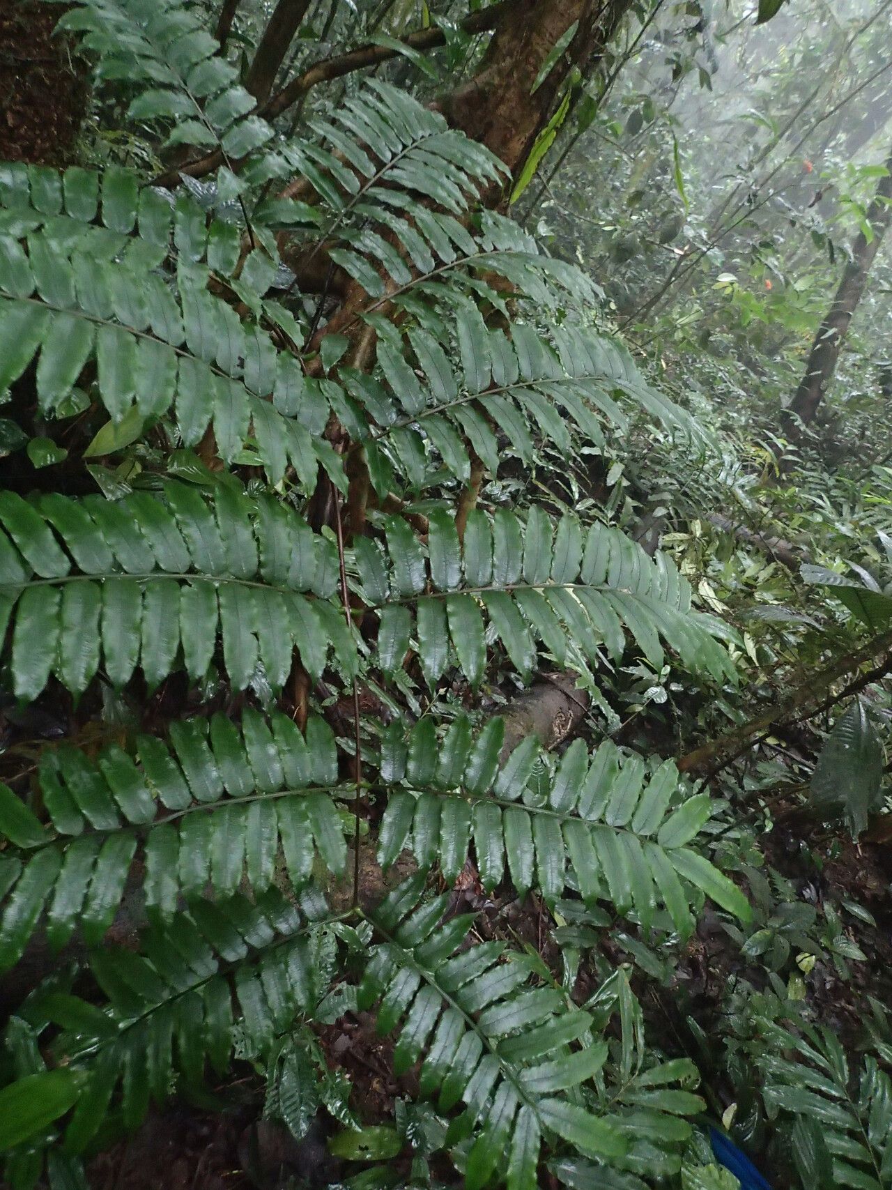 Ptisana senterreana leaf