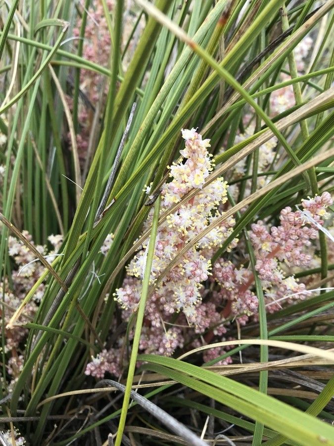 Nolina texana flower