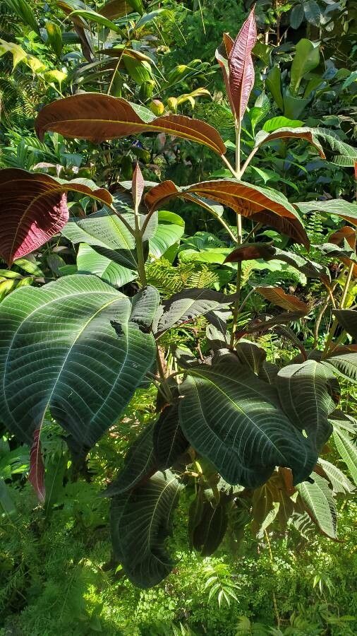 Miconia calvescens habit