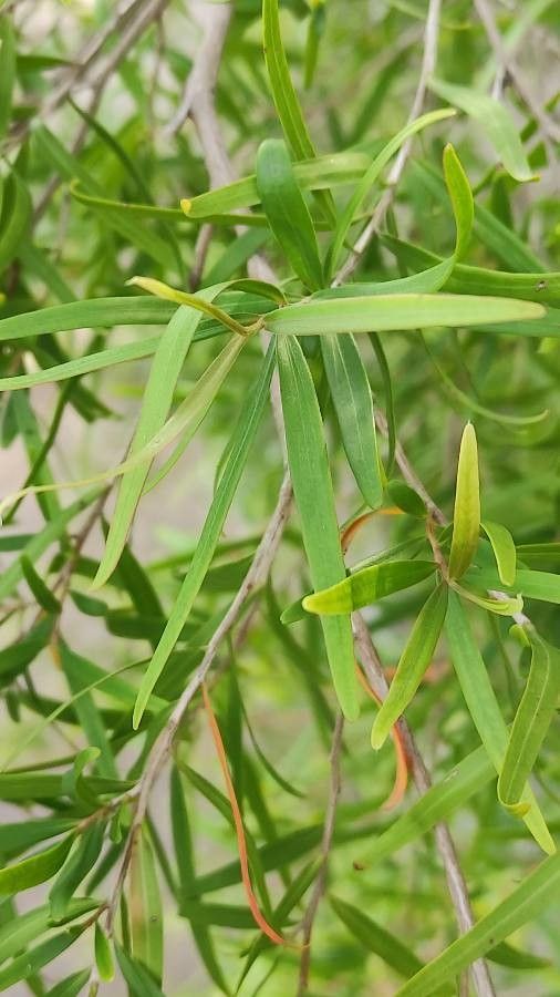 Leptospermum continentale