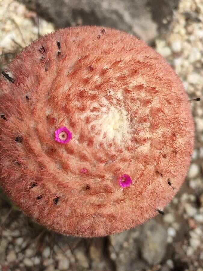 Melocactus zehntneri flower