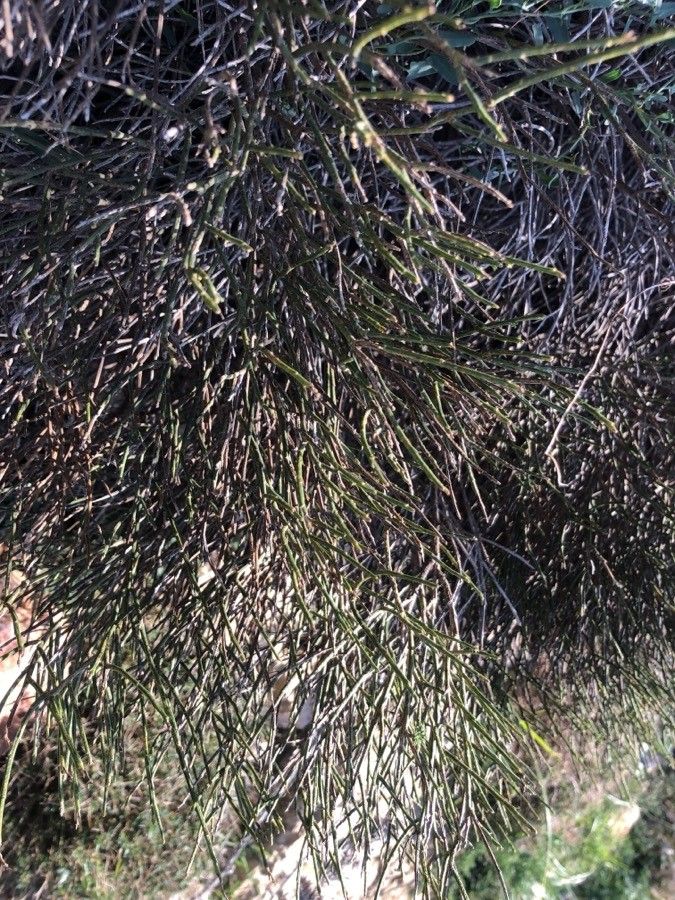 Cytisus fontanesii — search result for 'Cytisus'