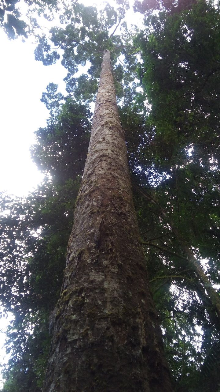 Shorea wangtianshuea bark