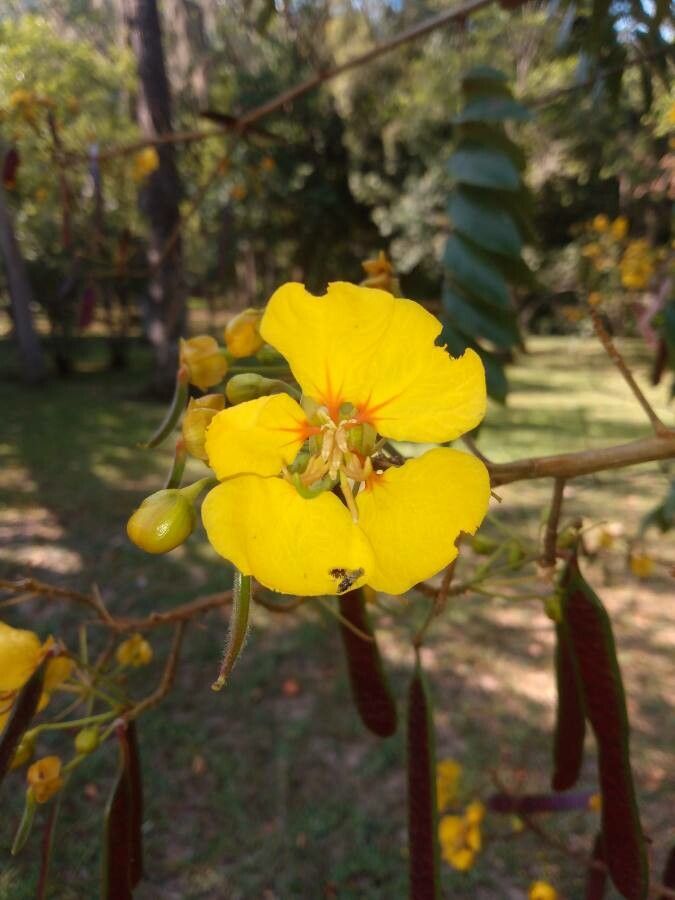 Senna silvestris flower