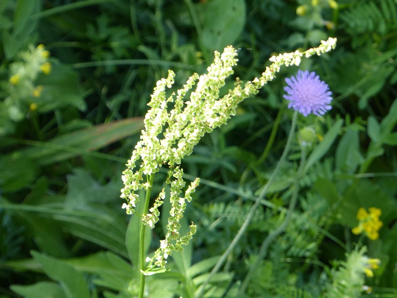 Rumex arifolius fruit