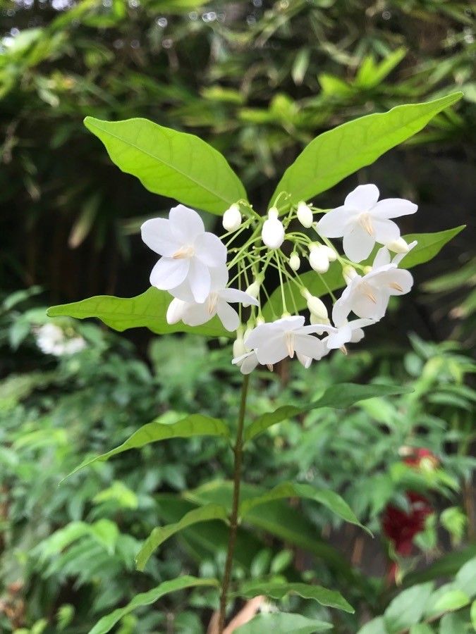 Wrightia religiosa flower