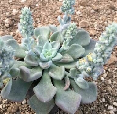 Thompsonella spathulata leaf