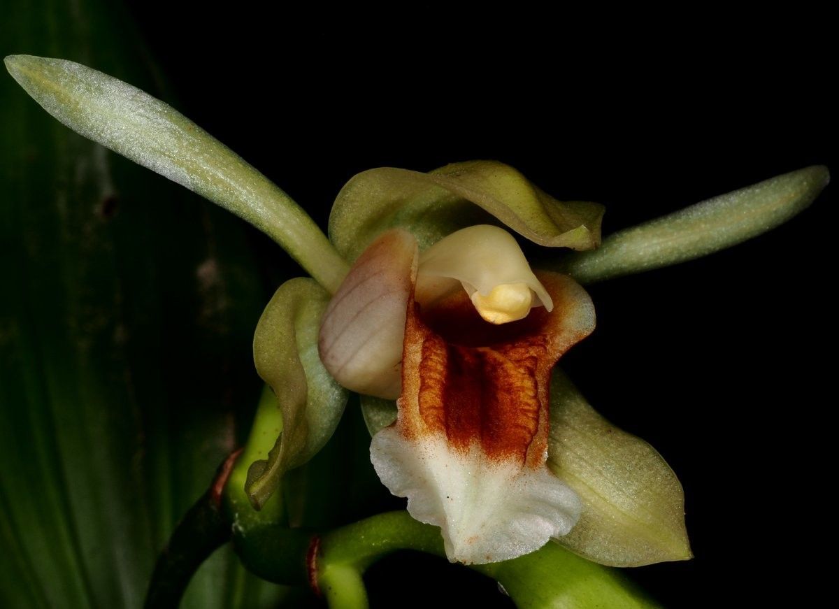 Coelogyne lycastoides — houseplant care guide