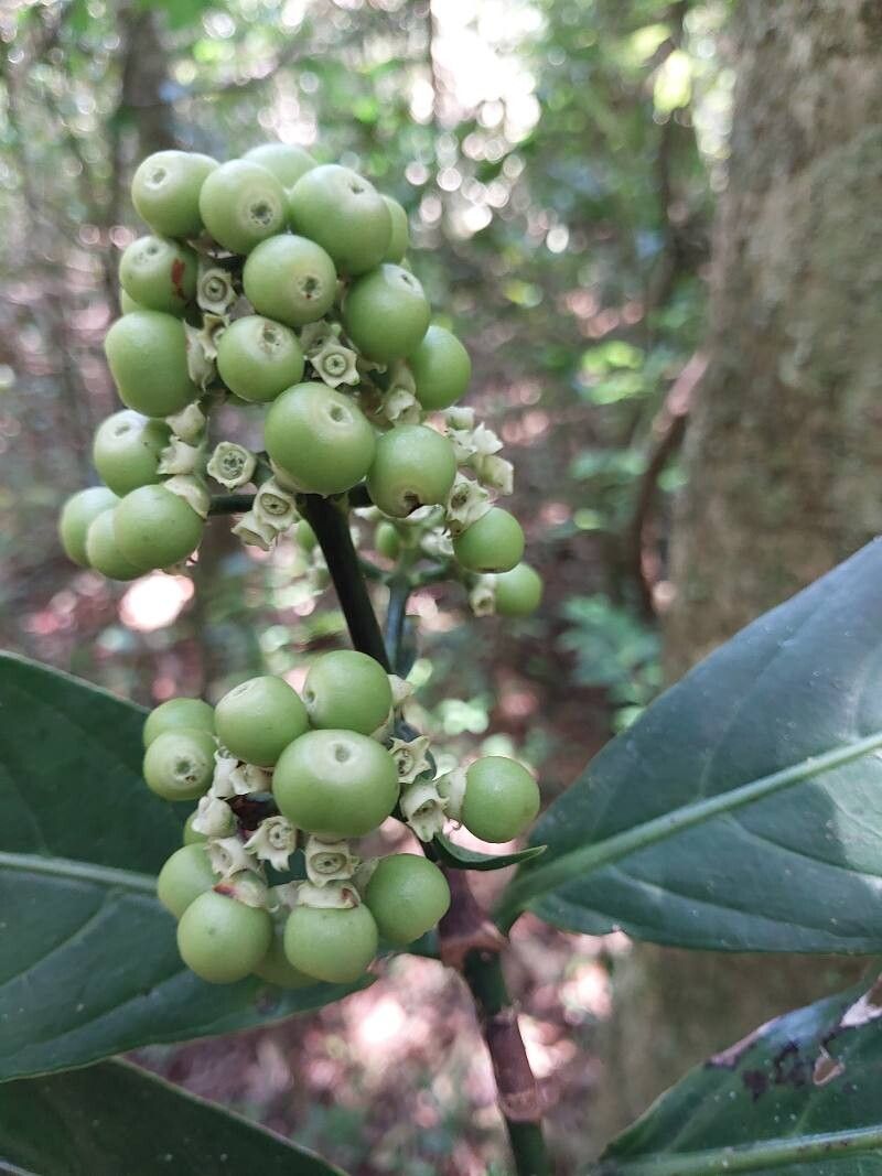 Gaertnera arenaria fruit
