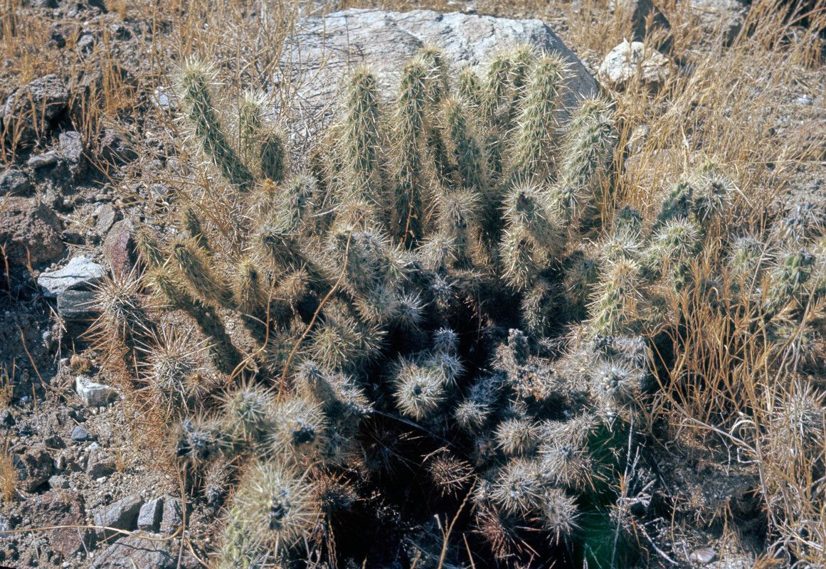 Cylindropuntia ganderi — houseplant care guide