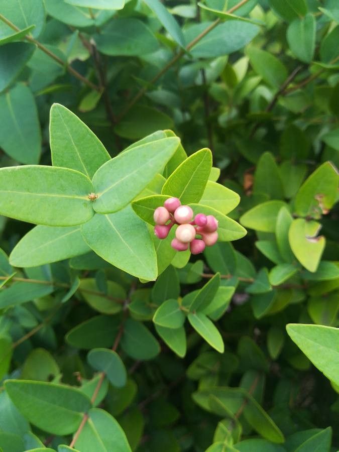 Syzygium baudouinii flower