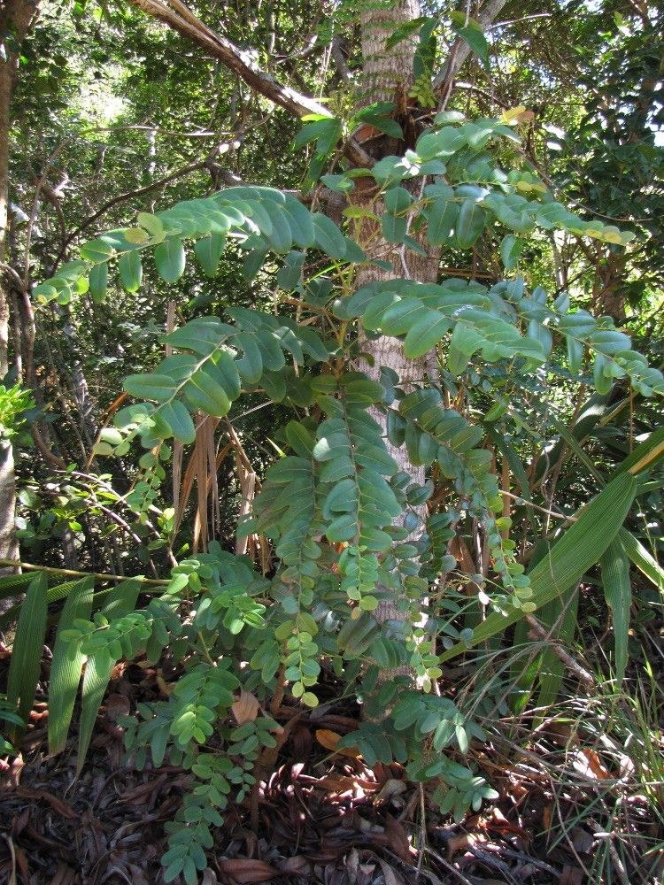 Phyllanthus kouaouaensis habit