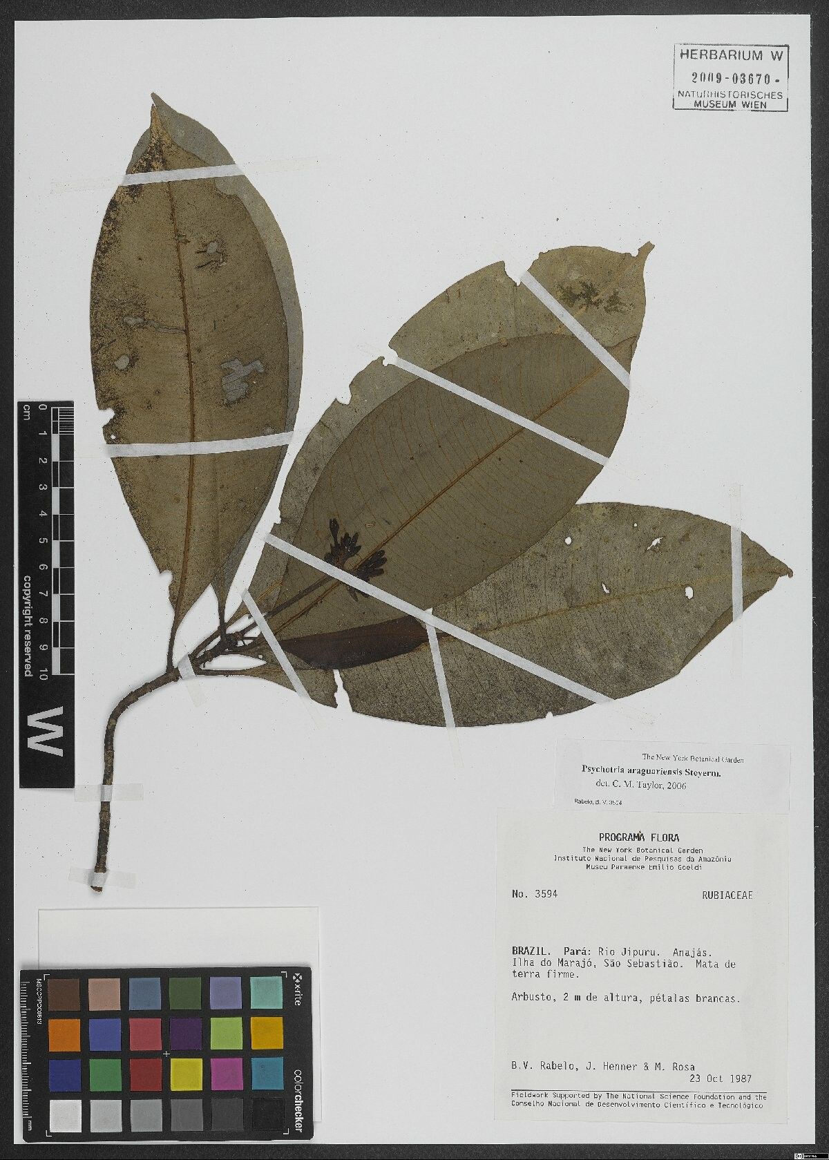 Carapichea araguariensis — related species from the same genus