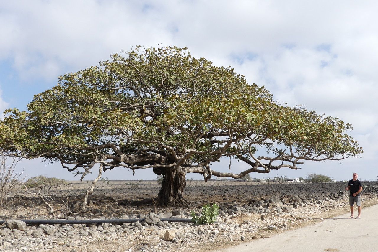 Ficus populifolia habit