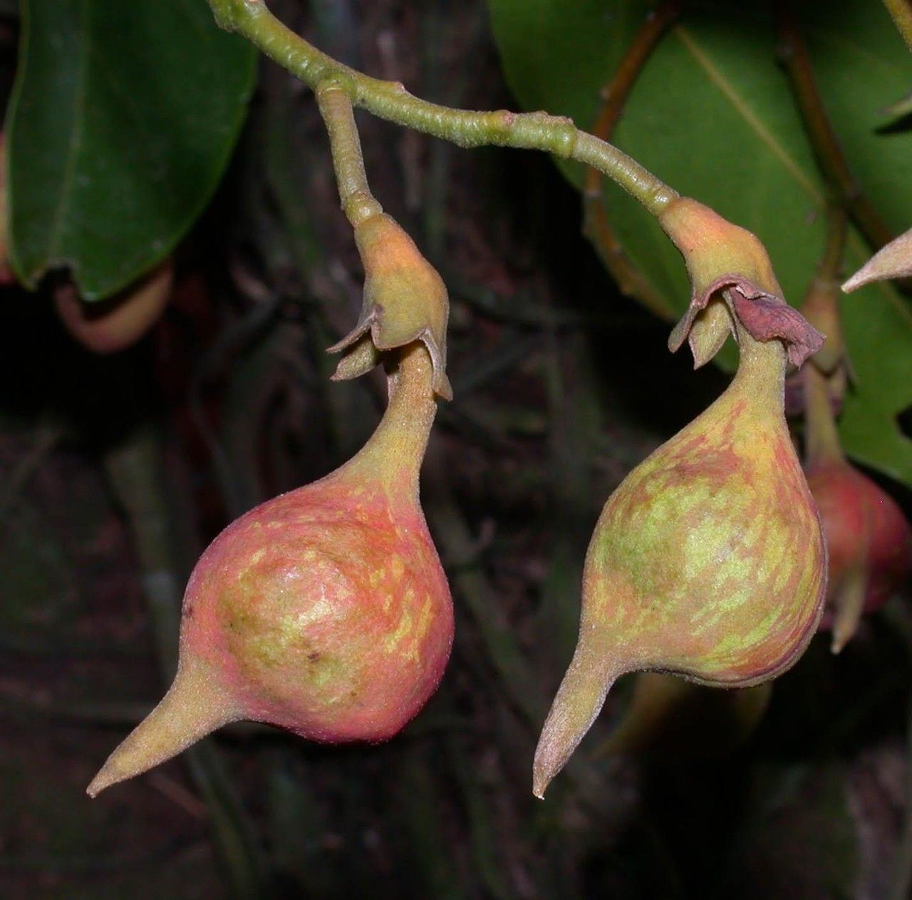 Ormosia intermedia fruit