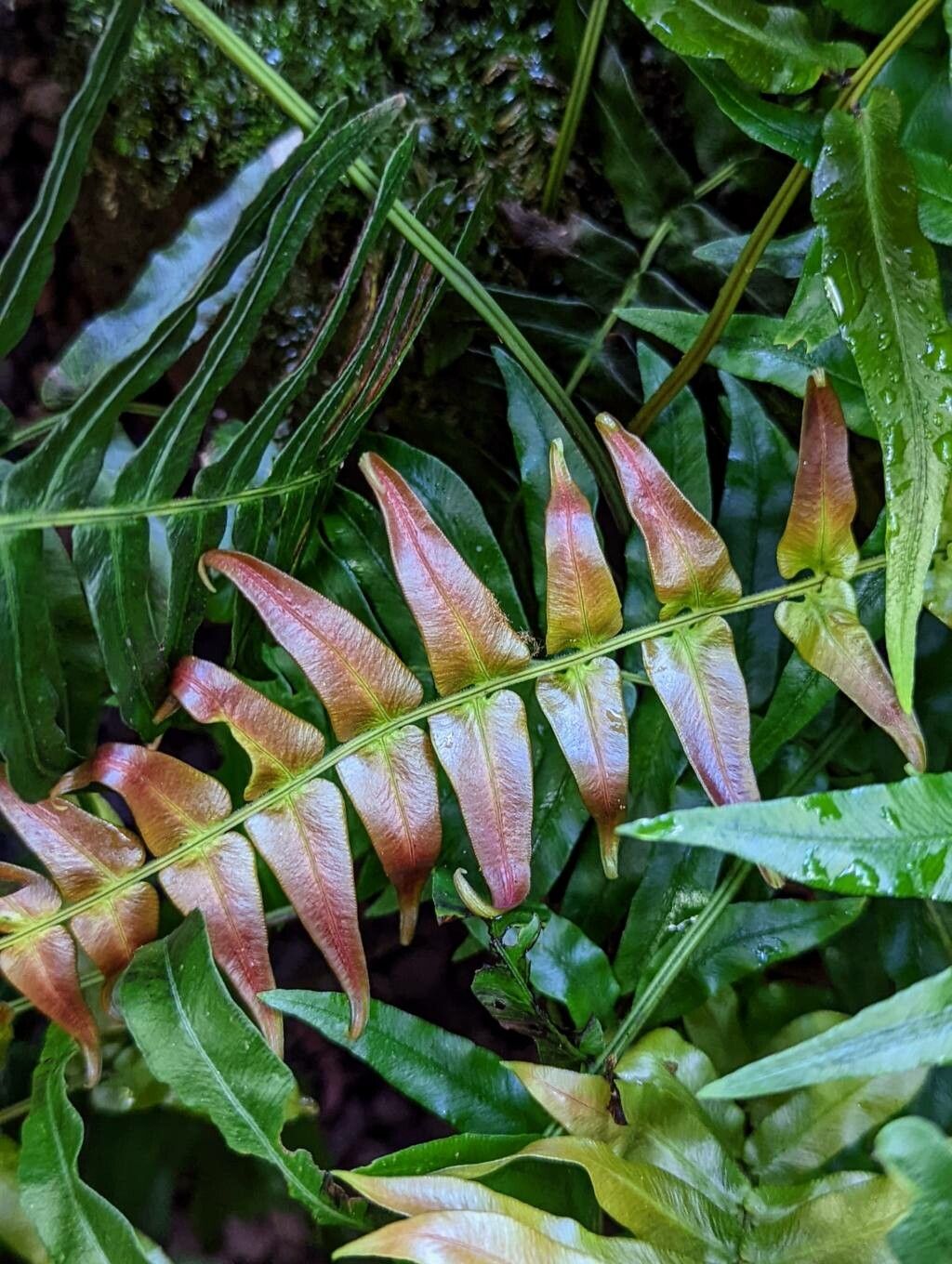 Blechnum australe leaf