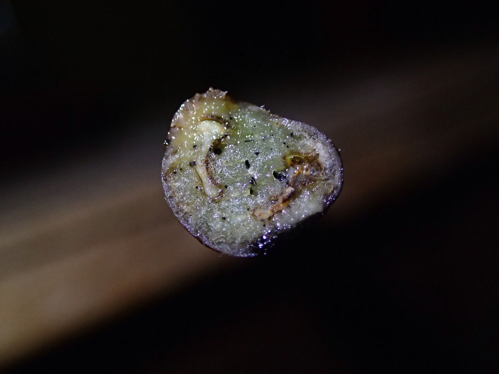 Thelypteris madagascariensis other