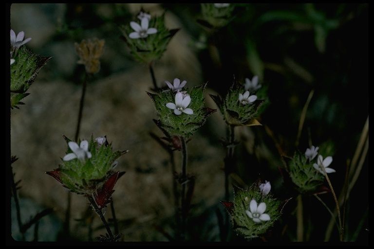 Navarretia rosulata habit