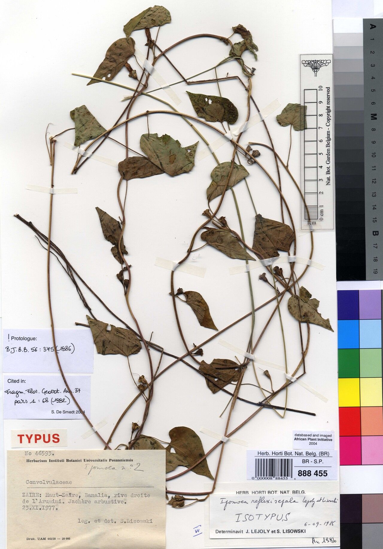 Ipomoea reflexisepala — houseplant care guide