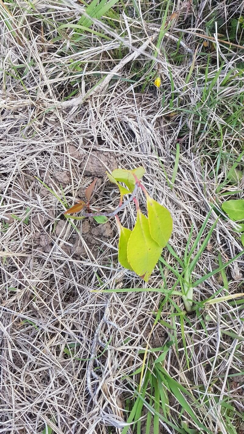 Prunus salicifolia leaf