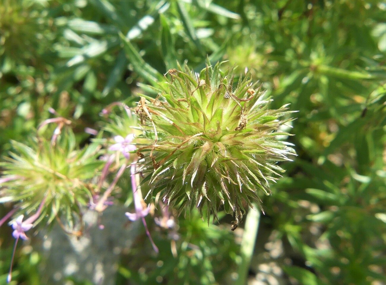 Phuopsis stylosa fruit