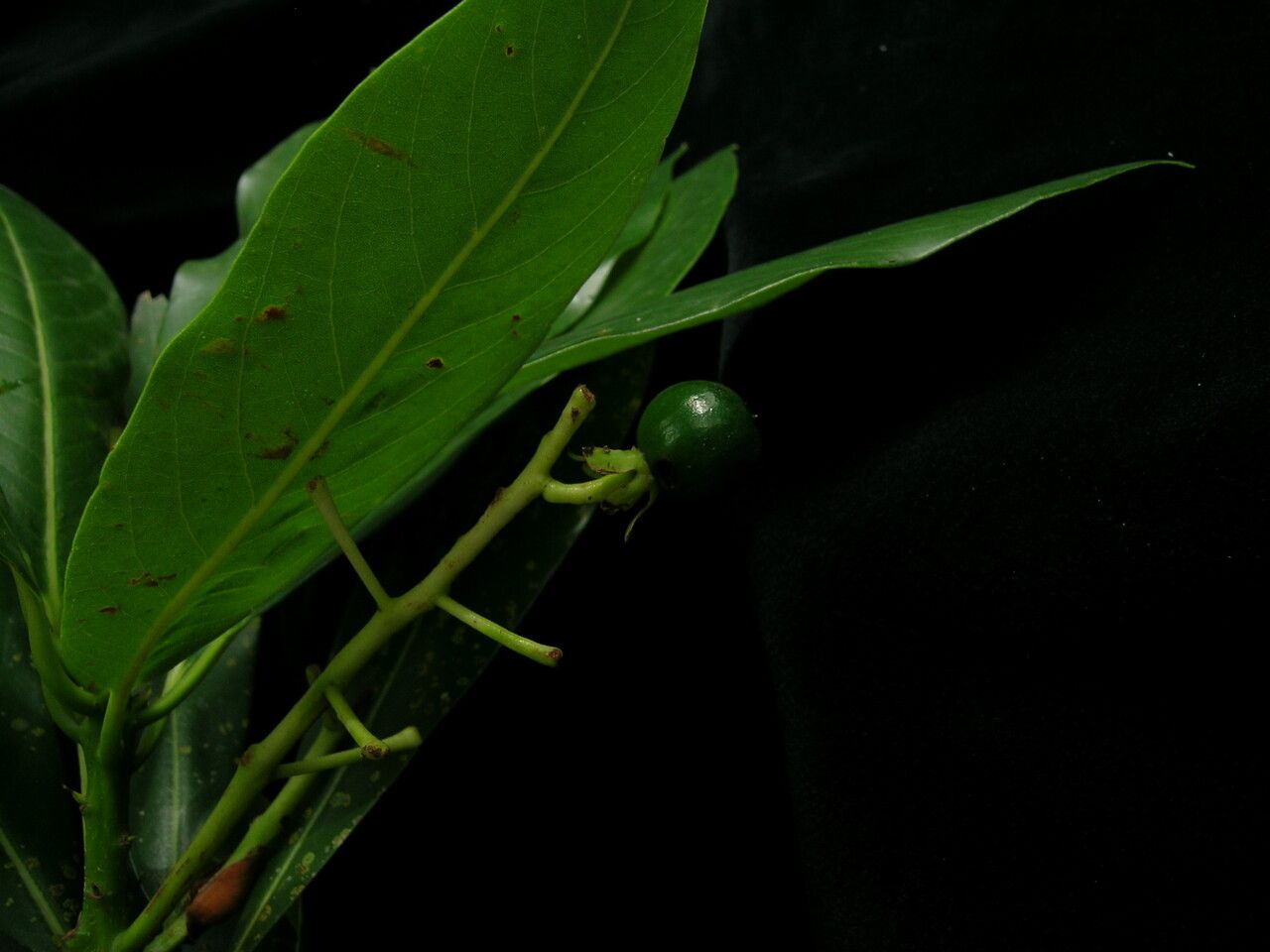 Machilus duthiei habit