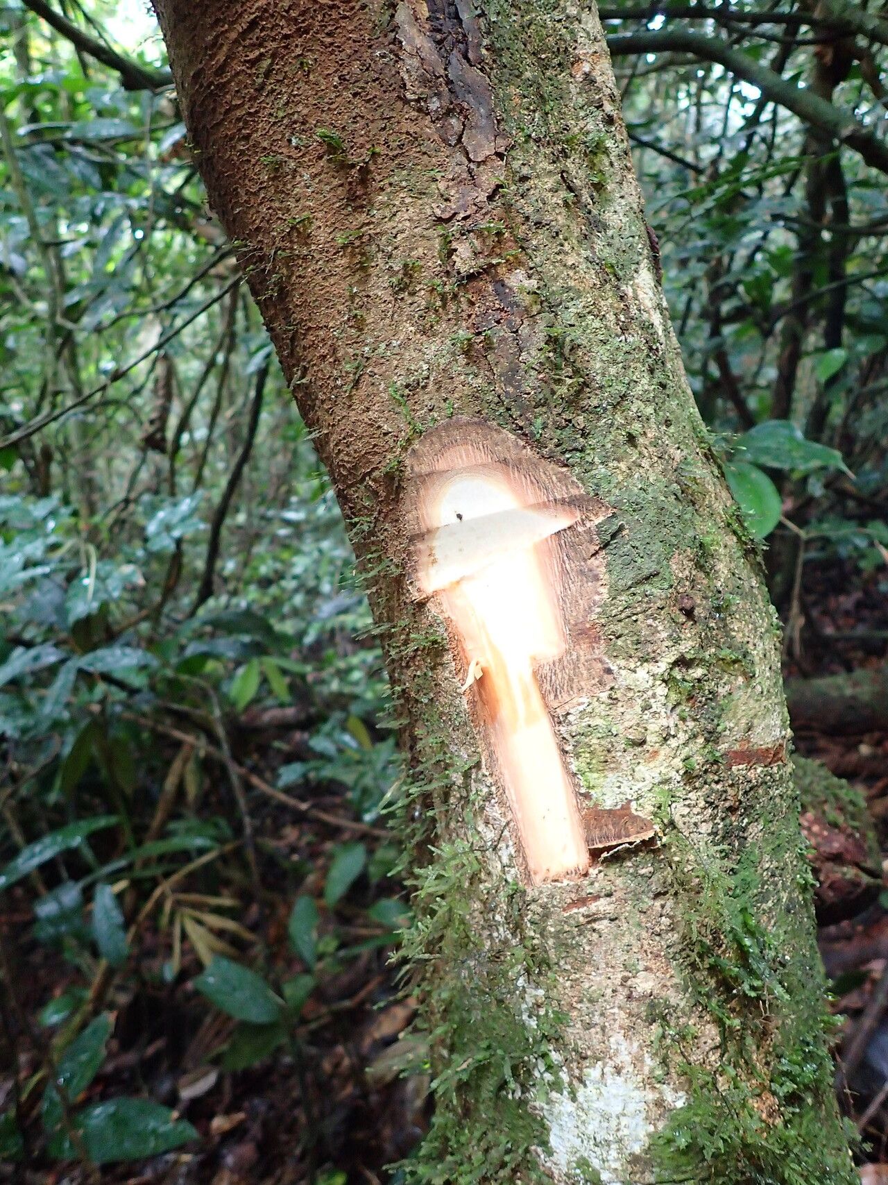 Xylopia phloiodora bark