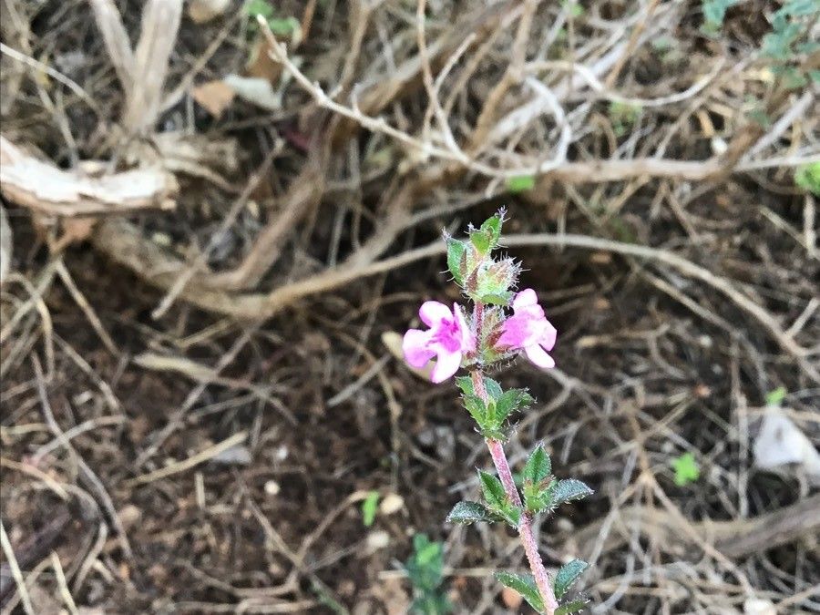 Satureja thymbra flower